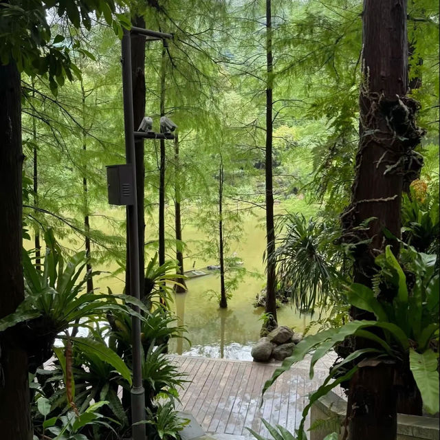 深圳仙湖植物園 | 必打卡景點推薦