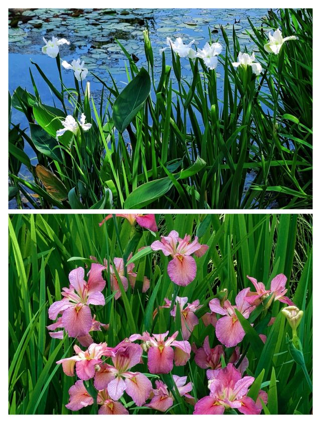 闖入杭州莫奈花園，邂逅鳶尾花海。