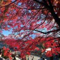 東京旅行打卡｜這些景點不能錯過！🇯🇵