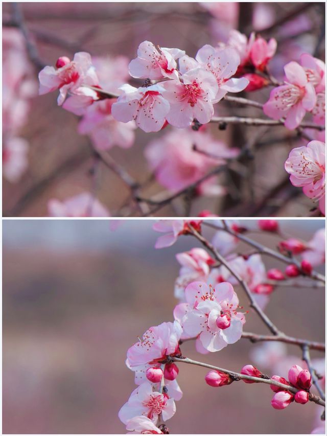 蘇州春日限定 | 白馬澗龍池景區賞桃花攻略