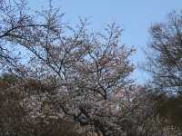 🌸首爾南山公園，藏在城央的櫻花秘境