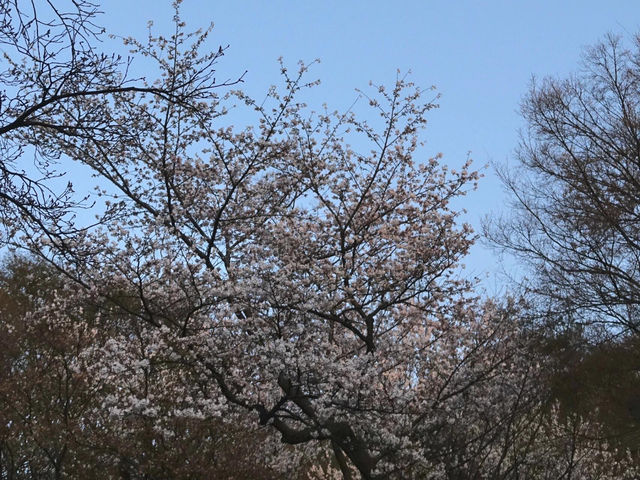 🌸首爾南山公園，藏在城央的櫻花秘境