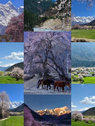 I thought Switzerland was beautiful enough until I came to Nyingchi, Tibet...
