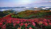 去富陽嘅山上面睇杜鵑花盛開