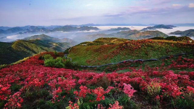 去富陽嘅山上面睇杜鵑花盛開