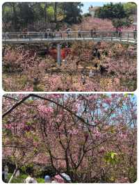 狐尾山櫻花谷「春風來信 櫻花寄語」