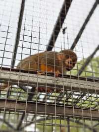 安吉嘉樂比萌寵樂園：超萌超可愛嘅毛茸茸小動物