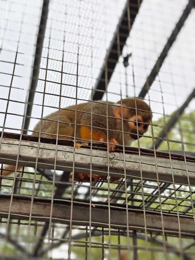 安吉嘉樂比萌寵樂園：超萌超可愛嘅毛茸茸小動物