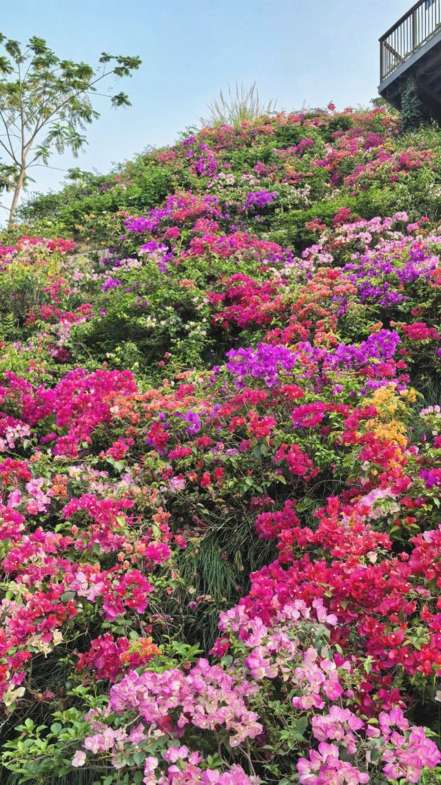 《深圳玉龍公園：一個令導航崩潰、讓打工仔回血嘅神秘結界》