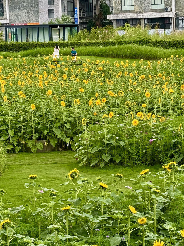 救命🆘廣州竟藏著現實版「陽光花田」！地鐵直達的向日葵花海美到窒息🌻不用遠赴郊區，下車就能擁抱整片燦爛夏天！