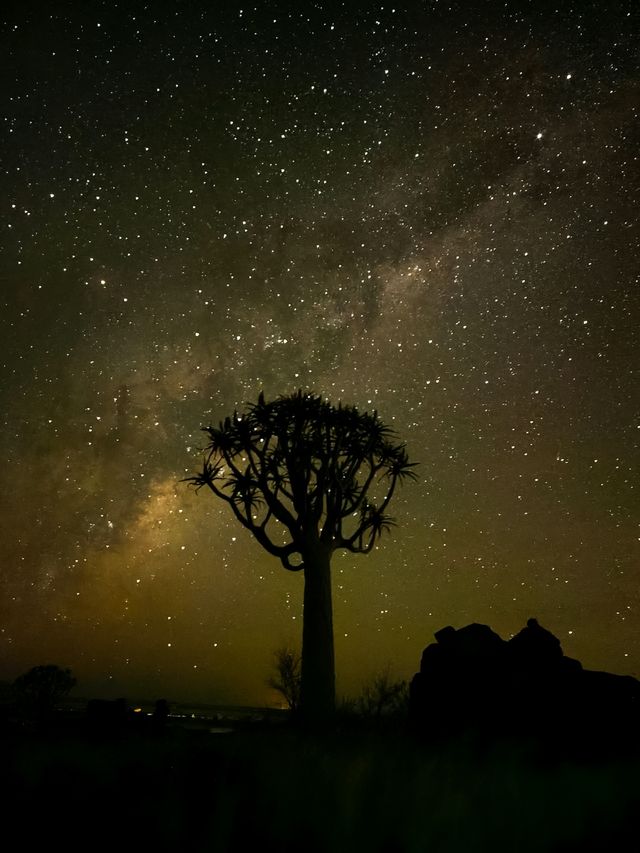 跟團實錄｜夕陽下的箭袋樹獨有的使命感