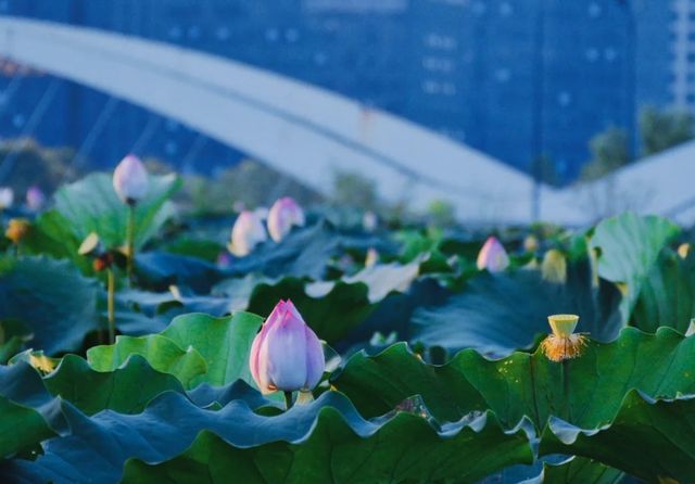 衝衝衝，杭州「荷花秘境」完美綻放！