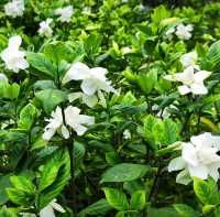 梔子花丨且聽風吟 靜待花開