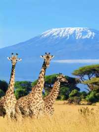 Tanzania Diaries: Where Wild Dreams Come True! 🌍✨