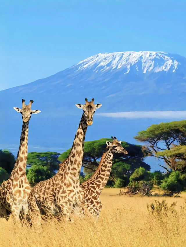 Tanzania Diaries: Where Wild Dreams Come True! 🌍✨