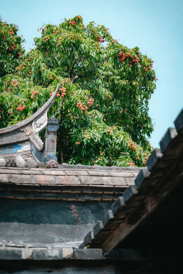 福州的荔枝樹，是長在建築裡的年輪