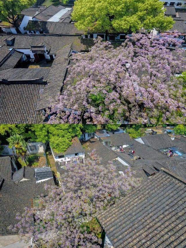 避暑嚟紹興，打卡寶藏地，體驗感比蘇杭仲正