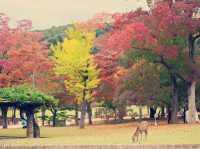 大阪近郊隱世桃源！奈良公園與鹿群共遊的治愈時光】**  