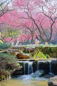 杭州超山四季皆美景，一園藏盡春夏秋冬
