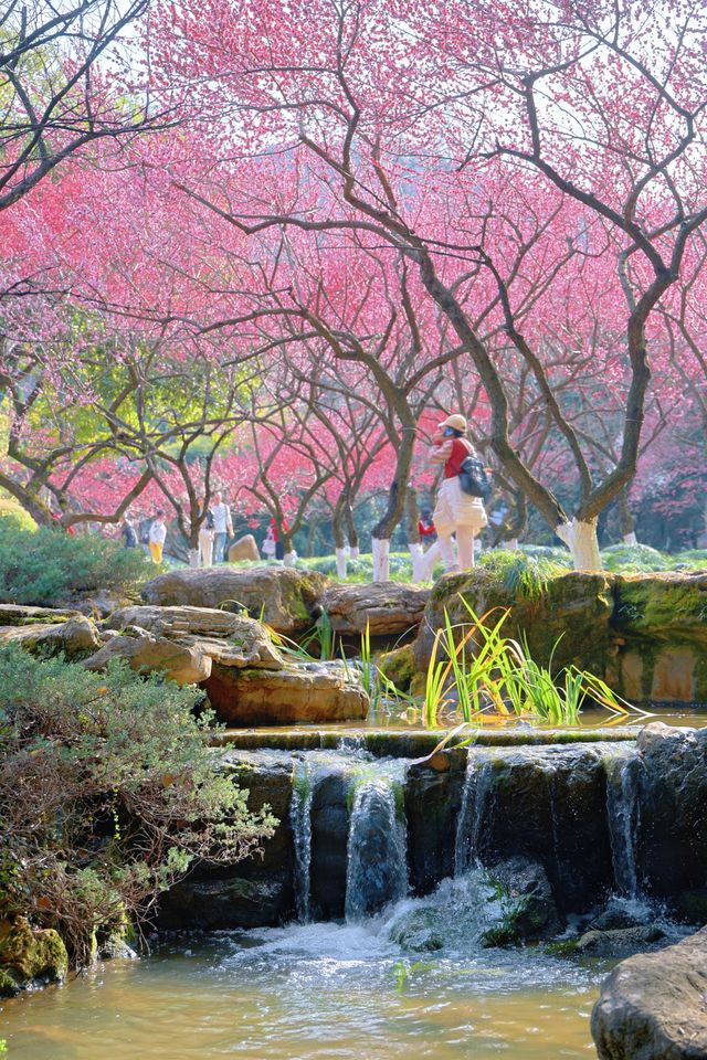 杭州超山四季皆美景，一園藏盡春夏秋冬
