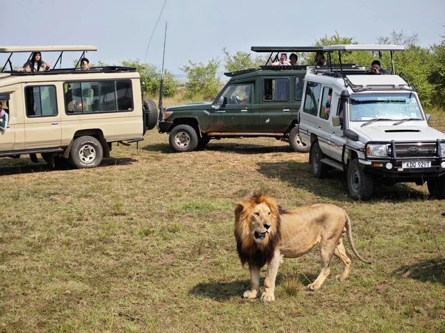 嚟肯尼亞實現我嘅非洲safari願望清單啦！呢度簡直係野生動物嘅天堂，每日擘大眼就見到各種神奇動