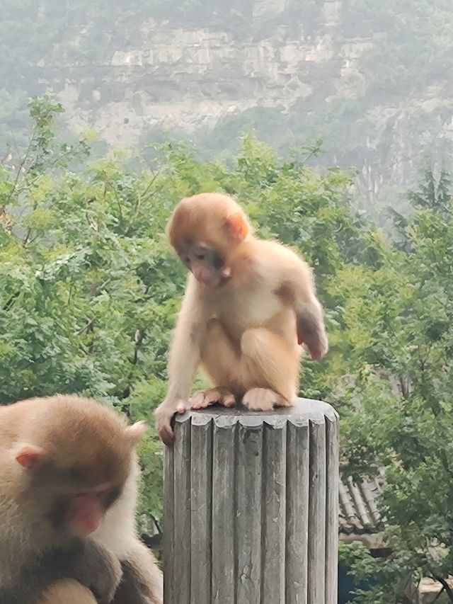 濟源猴山五龍口，太行山下的精靈王國