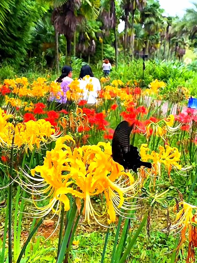 昆明植物園彼岸花開了