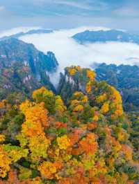 國慶後錯峰遊一定帶父母來看光霧山紅葉
