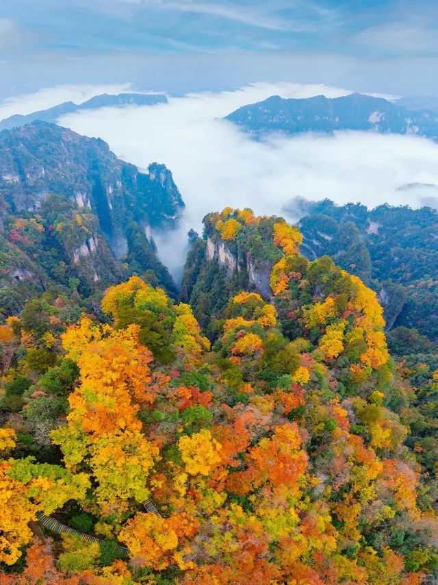 國慶後錯峰遊一定帶父母來看光霧山紅葉