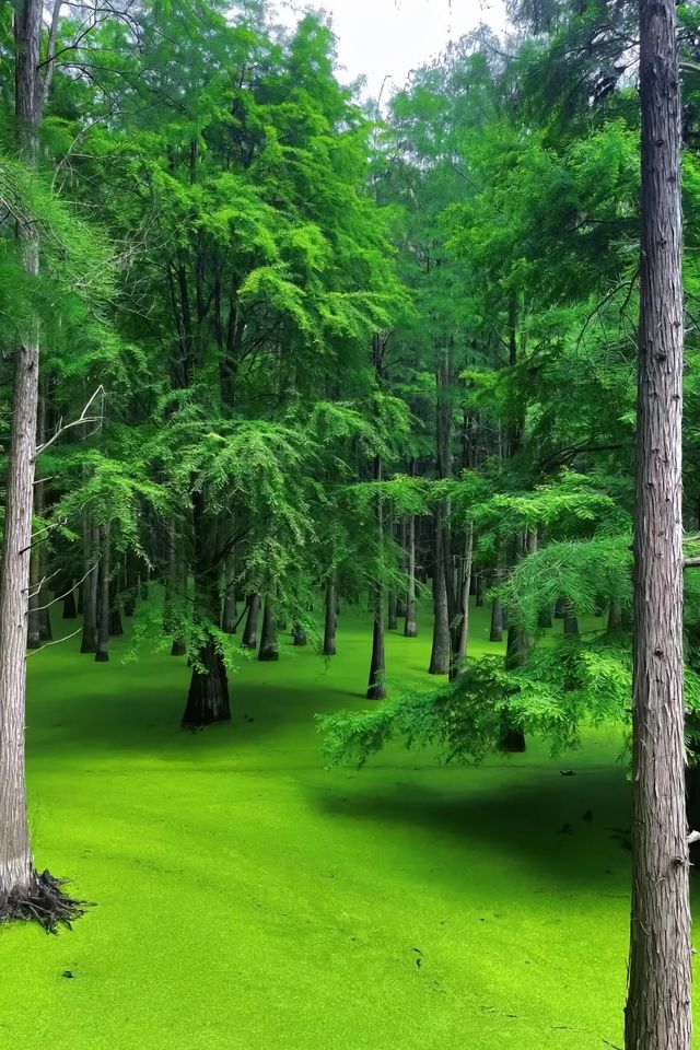你體會的都是景，我體會的都是心中的靜