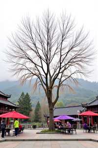 紅柿滿山的600年古村，終於迎來熱度！