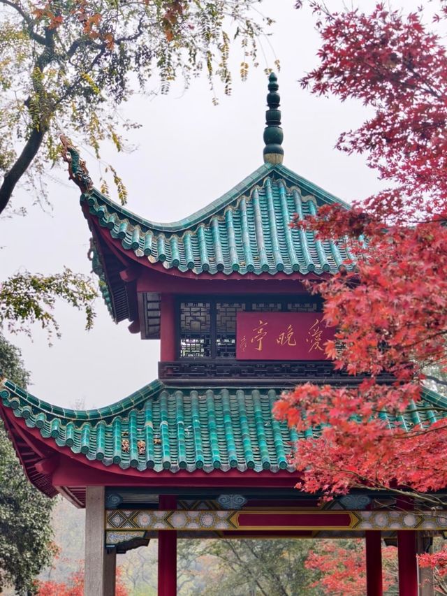 長沙｜總要去一次愛晚亭吧絕美紅葉勝地
