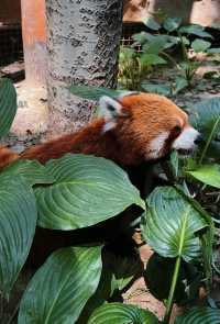 北京野生動物園超全攻略