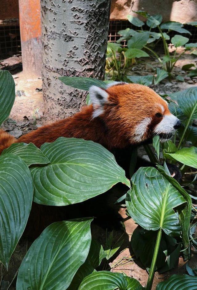 北京野生動物園超全攻略 北京野生動物園超全攻略