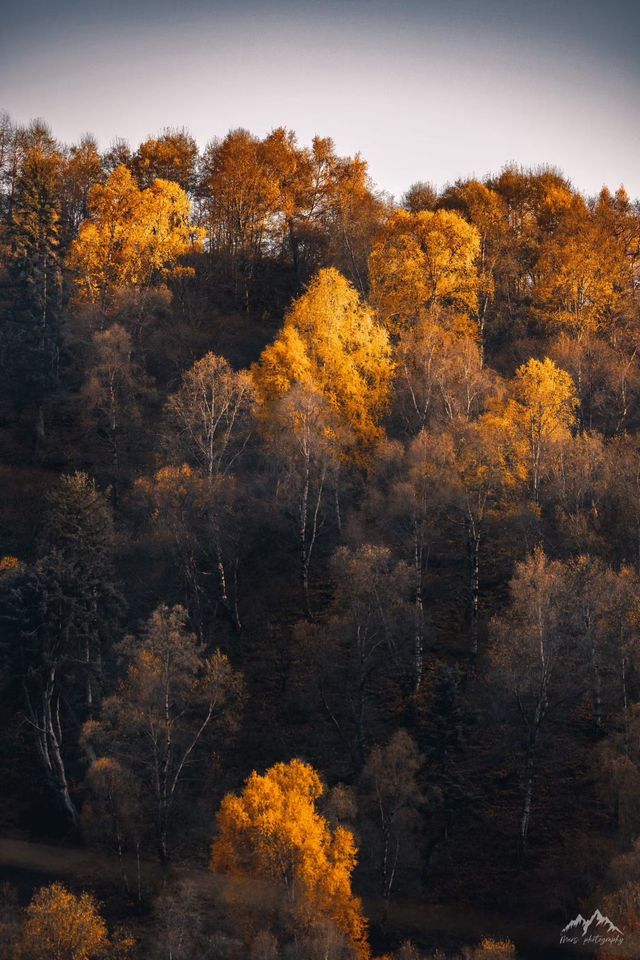 西寧的秋：一半金黃染高原，一半湛藍映山河