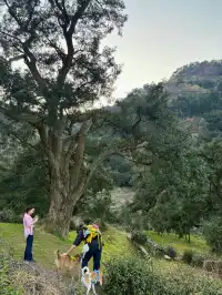 江浙最美徒步路線|走馬崗香榧林（附攻略）