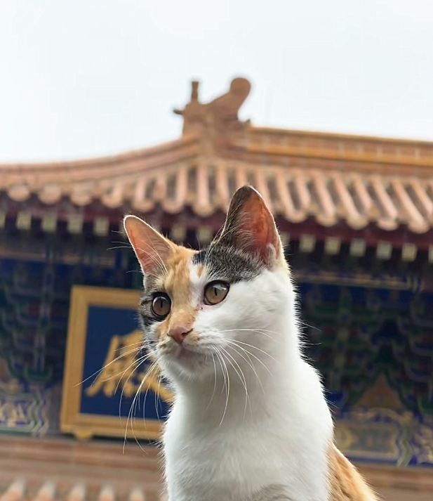 大興善寺是西安最大的貓咖