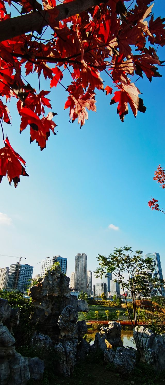 光谷賞秋秘境，與高樓同框