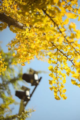 北戴河銀杏葉秋日盛景來臨