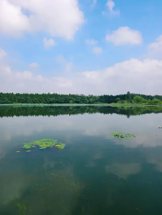 泰州溱湖濕地公園，真實體驗及攻略解析