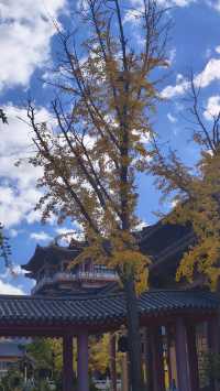 秋遊必看青島-威海-煙台玩樂全攻略