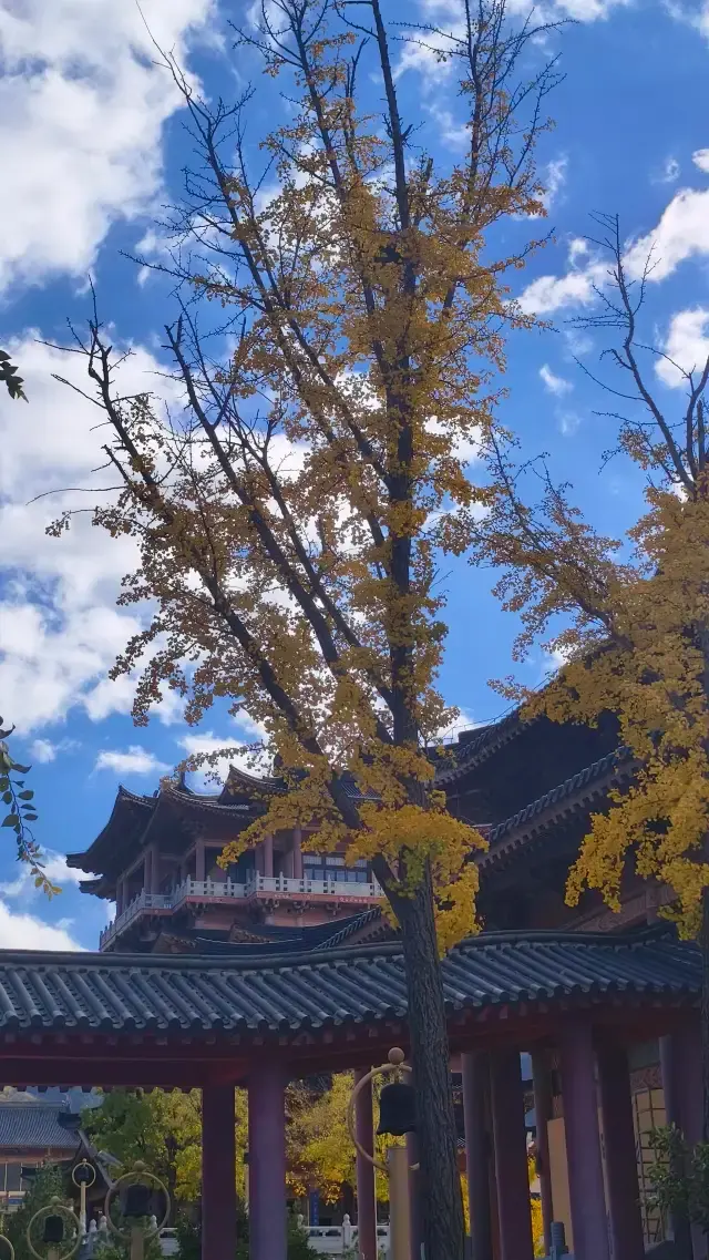 Осенний тур по Циндао-Вэйхай-Яньтай: полный путеводитель