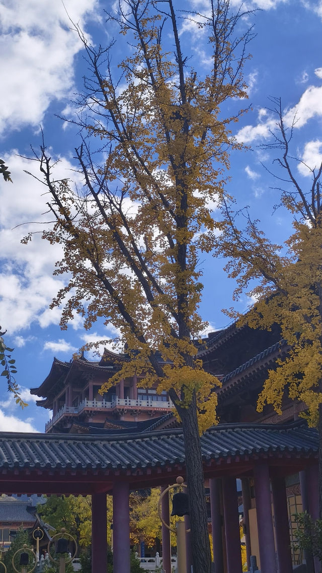 秋遊必看青島-威海-煙台玩樂全攻略 秋遊必看青島-威海-煙台玩樂全攻略