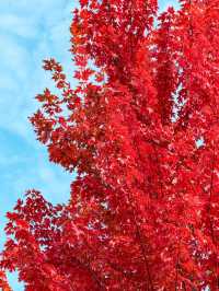 唐山人民公園賞楓攻略！市區10分鐘直達，紅葉紅成童話