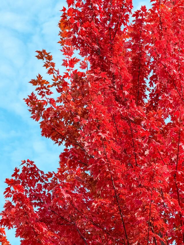 唐山人民公園賞楓攻略！市區10分鐘直達，紅葉紅成童話
