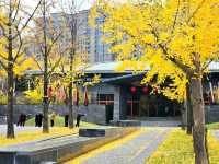 曲江池銀杏展，秦二世陵金黃浪漫鎖初冬