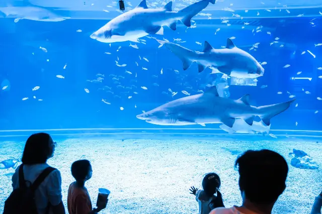 New landmark for family outings in Shenzhen! The pilot whale couple is about to land in Shenzhen, and the Xiaomeisha annual pass is available for early purchase