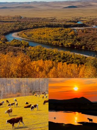 A Date with Autumn in the Greater Khingan Range, Dyeing Romance Golden