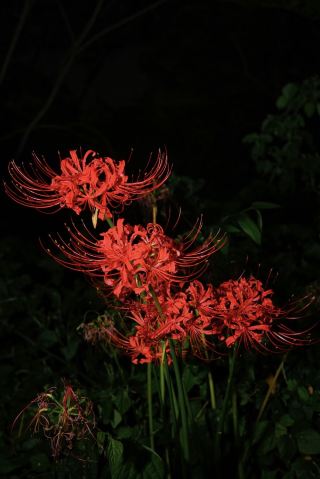 Red Spider Lilies Bloom in Xiang'an, Autumn Light Spreads Across the Learning Village, Resting Under the Stars at Pinshang
