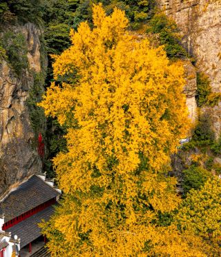 더 이상 숨길 수 없는 건덕 가을 단풍놀이 제대로 즐기는 방법